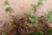 Loeflingia hispanica flower