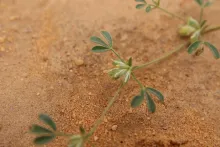 Leobordea platycarpa fruits
