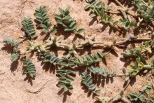 Astragalus tribuloides fruits and leaves