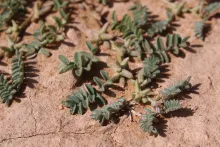 Astragalus tribuloides fruits and leaves