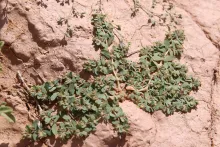 Whole plant