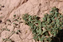 Euphorbia granulata leaves