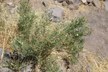 Whole plant