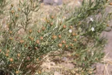 Whole plant