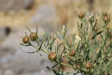 Peganum harmala fruits