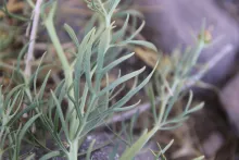 Peganum harmala fruits