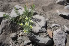 Whole plant