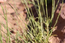 Dianthus strictus leaves