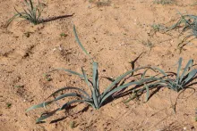 Pancratium sickenbergeri leaves