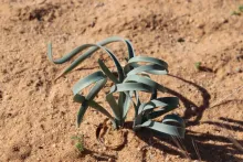Pancratium sickenbergeri leaves
