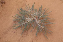 Whole plant