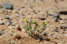 Whole plant