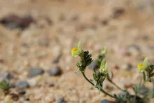 Linaria simplex flower