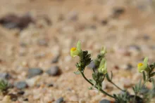 Linaria simplex flower