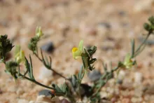 Linaria simplex flower