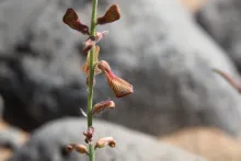 Onobrychis ptolemaica flower