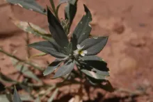 Farsetia aegyptia flower