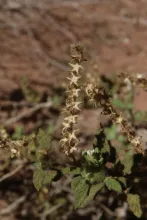 Heliotropium arbainense fruits