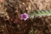 Echium rauwolfii flower