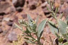 Farsetia aegyptia flowers