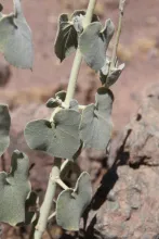 Pergularia tomentosa leaves