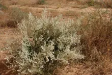 Whole plant
