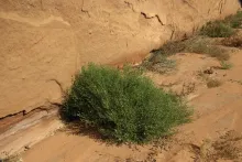 Whole plant