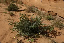 Whole plant