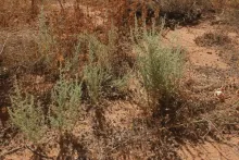 Whole plant