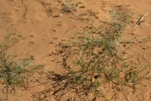 Whole plant