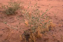 Whole plant