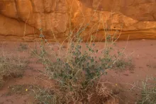 Whole plant
