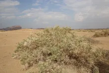 Whole plant