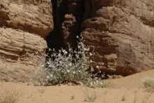 Whole plant