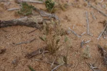 Whole plant