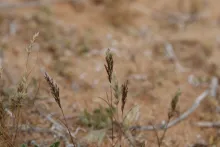 Whole plant