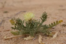 Centaurea scoparia with leaves and flowers