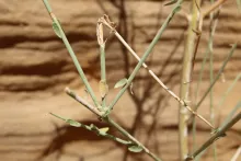 Periploca aphylla leaves