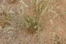 Whole plant