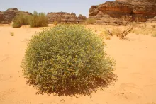 Whole plant
