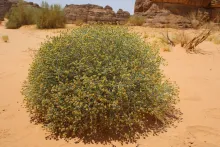Whole plant