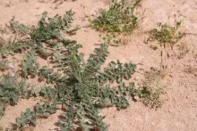 Coincya tournefortii leaves
