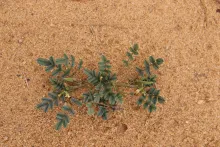 Whole plant