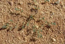 Whole plant