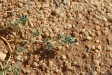 Seetzenia orientalis leaves