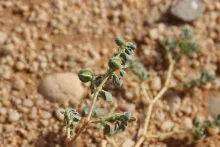 Seetzenia orientalis fruits