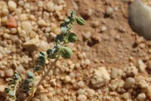Seetzenia orientalis fruits