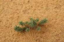 Whole plant