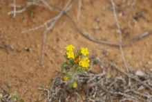 Arnebia hispidissima flowers