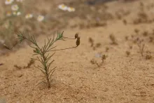 Whole plant